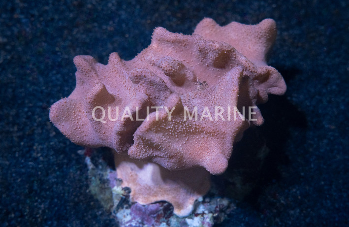 Devil's Hand Tree Coral :: 51511