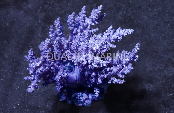 Pink Litophyton Tree Coral :: 51515