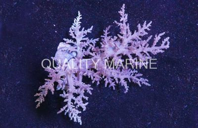 Yellow Carnation Tree Coral :: 51517