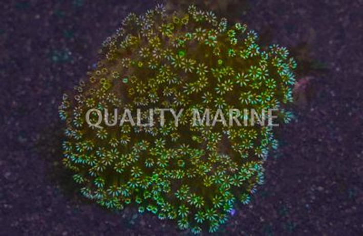 Green Polyp Toadstool Leather Coral :: 51520