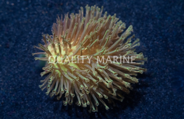 Green Polyp Toadstool Leather Coral :: 51520