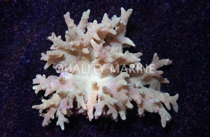 Mushroom Finger Leather Coral :: 51523