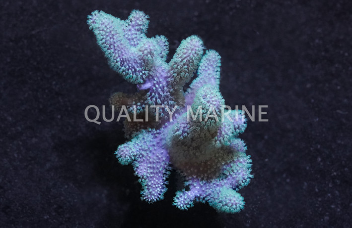 Green Thick Finger Leather Coral :: 51525