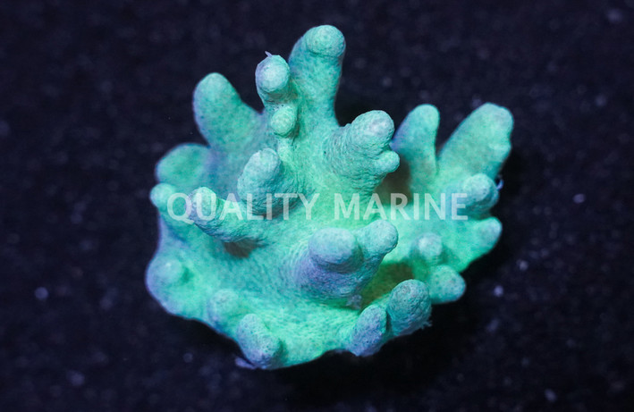 Green Devil's Hand Tree Coral :: 51532