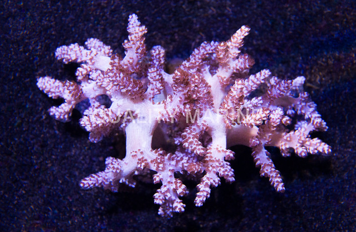 Kenya Tree Coral :: 51536