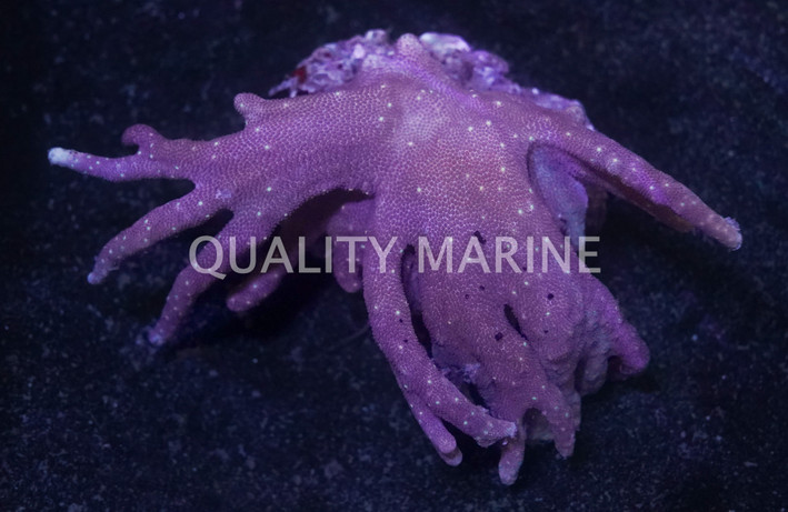 Colored Devil's Hand Tree Coral :: 51544