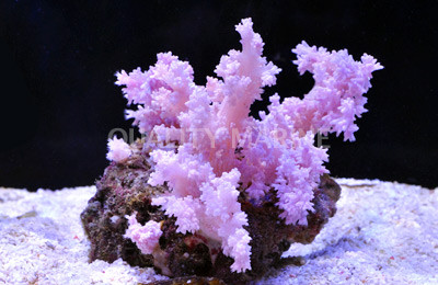Pink Flower Tree Coral :: 51545