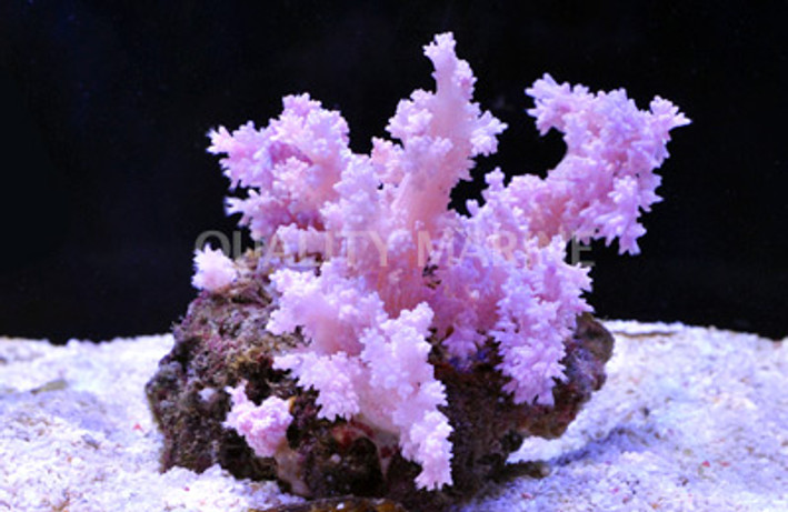 Pink Flower Tree Coral :: 51545