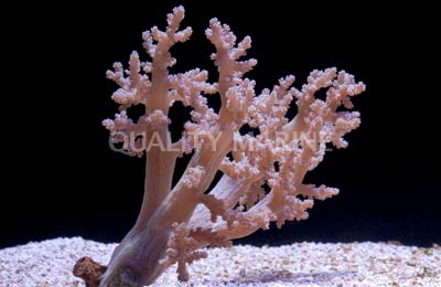Green Litophyton Tree Coral :: 51548