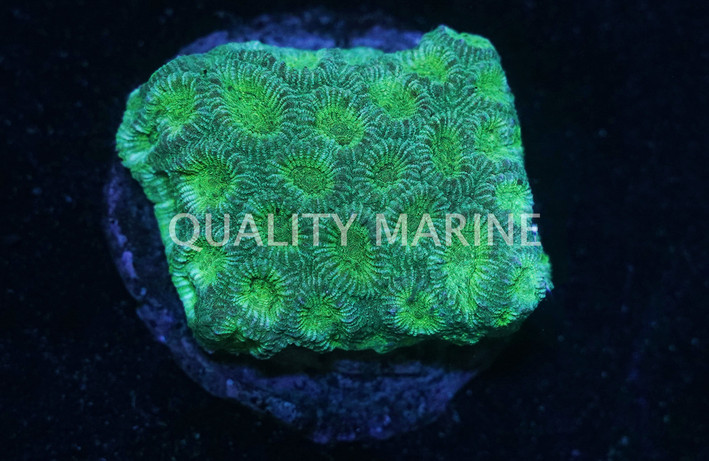 Favia Brain Coral :: 52002