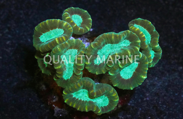 Big Pipe Trumpet Coral :: 52014