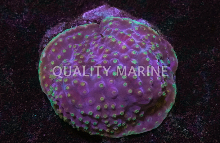 Yellow Small Polyp Cup Coral :: 52019