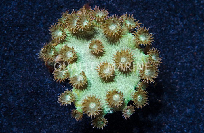 Large Polyp Cup Coral :: 52020