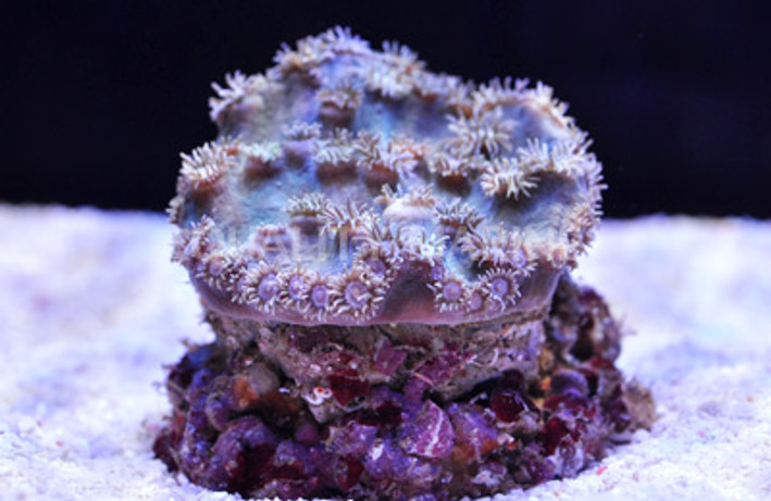 Cup Large Polyp :: 52020