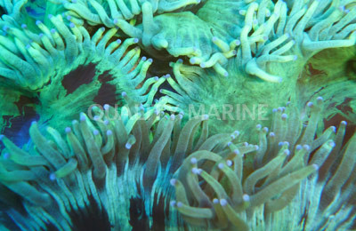 Green Elegance Coral :: 52021