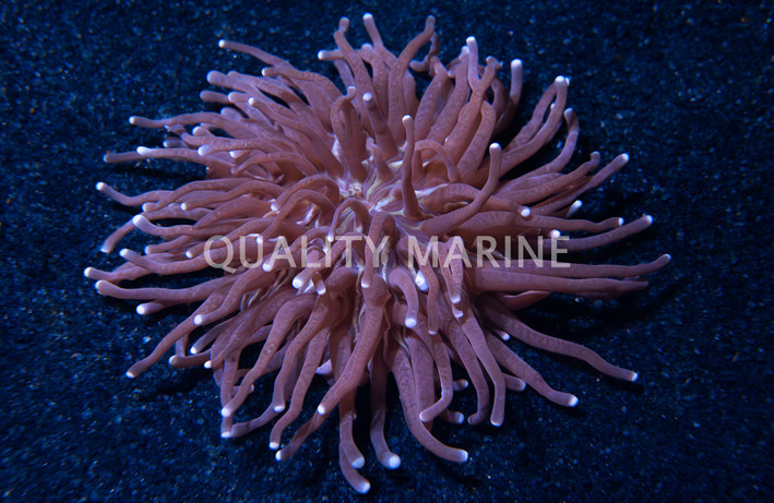 Long Tentacle Plate Coral :: 52035