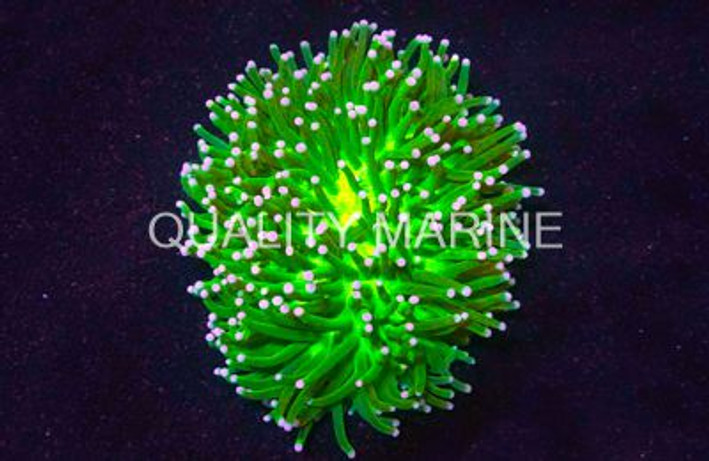 Green Long Tentacle Plate Coral :: 52036