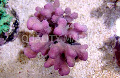 Colored Stylophora Coral :: 52046