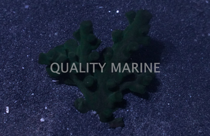 Black Tube Coral :: 52049