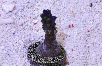 Purple Acropora Coral :: 52055