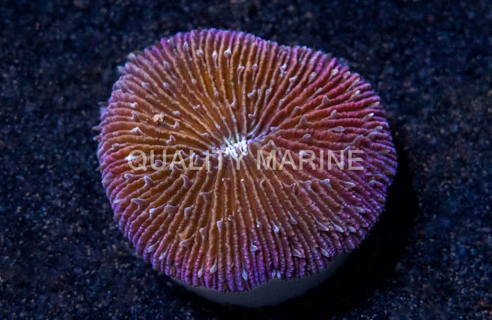 Purple Short Tentacle Plate Coral :: 52058