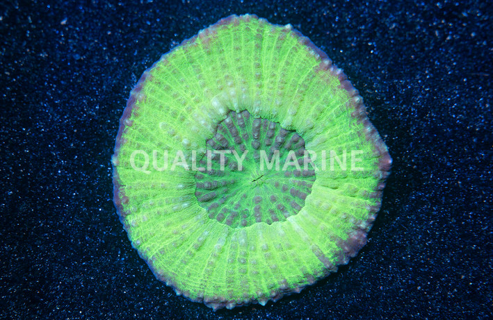 Green Scolymia Coral :: 52061