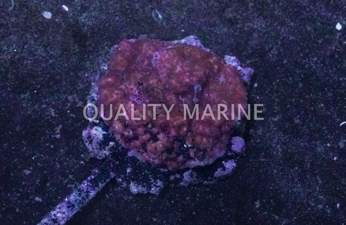 Orange Encrusting Montipora coral :: 52081