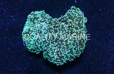 Green Tip Frogspawn Coral  :: 52083