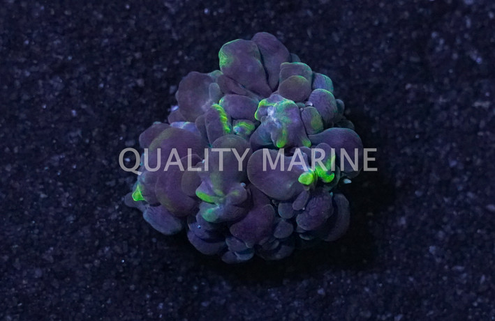 Green Pearl Bubble Coral :: 52089
