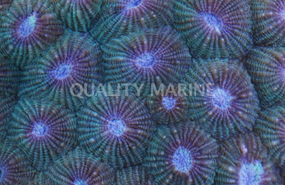 Green Honeycomb Coral :: 52092