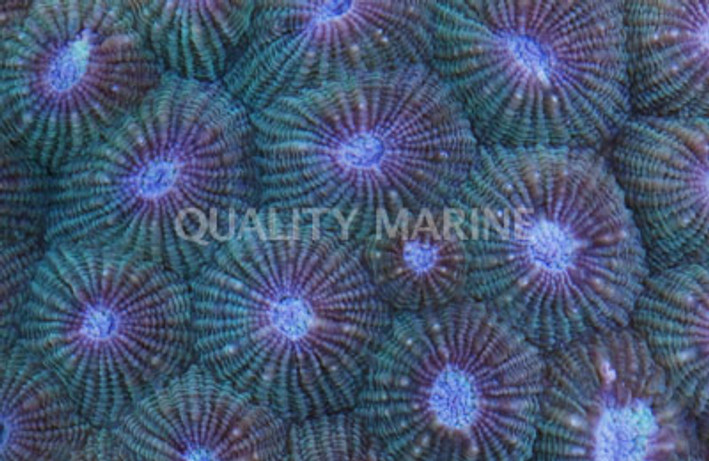 Green Honeycomb Coral :: 52092