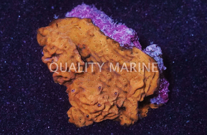 Wrinkle, Leptoseris :: 52109