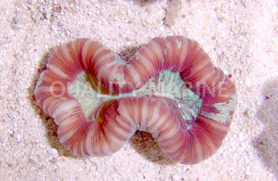 Red Trachyphyllia Coral :: 52115