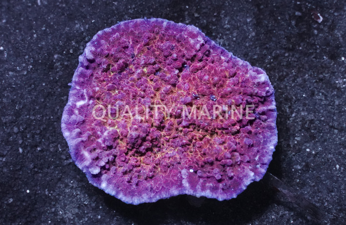 Red Big Eye Chalice Coral :: 52121