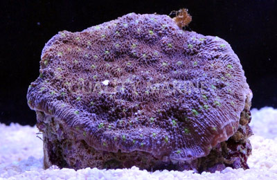 Chalice Coral :: 52125
