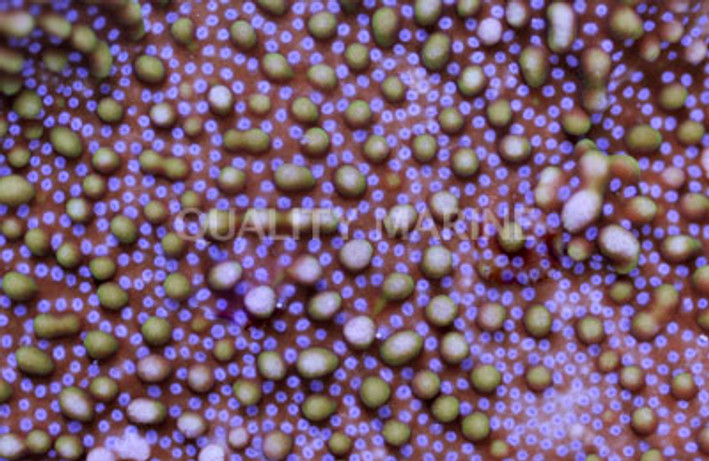 Purple/Yellow Montipora Coral :: 52127