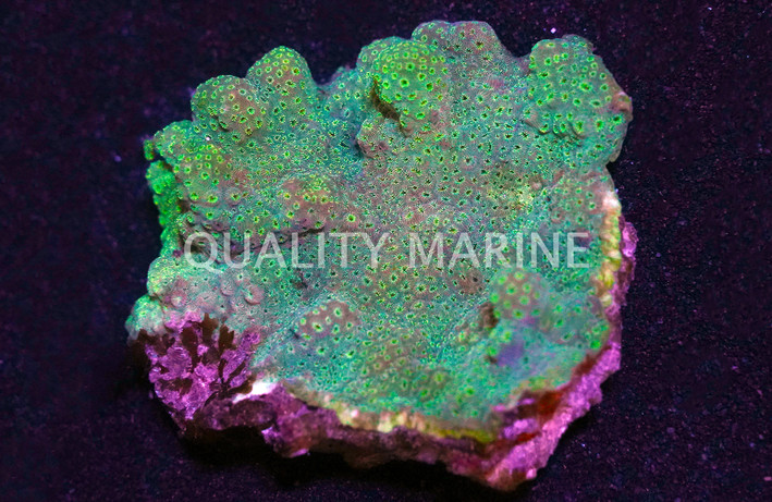 Cactus, Barrel Green :: 52131