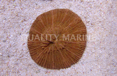 Orange Cycloseris Coral :: 52132