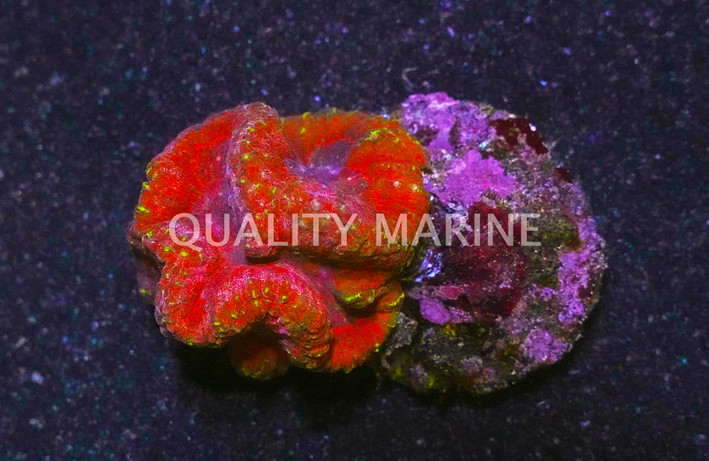 Red Symphyllia Brain Coral :: 52148