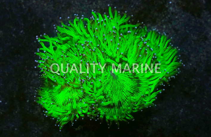 Pink/Purple Tip Elegance Coral, Fiji :: 52151