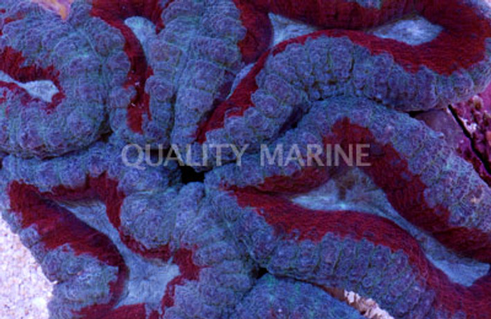 Brain Open Red & Blue Super :: 52176