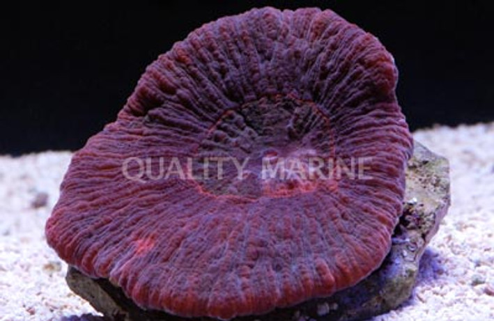 Red Scolymia Coral :: 52185