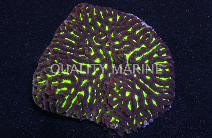 Neon Yellow/Green Maze Coral :: 52201