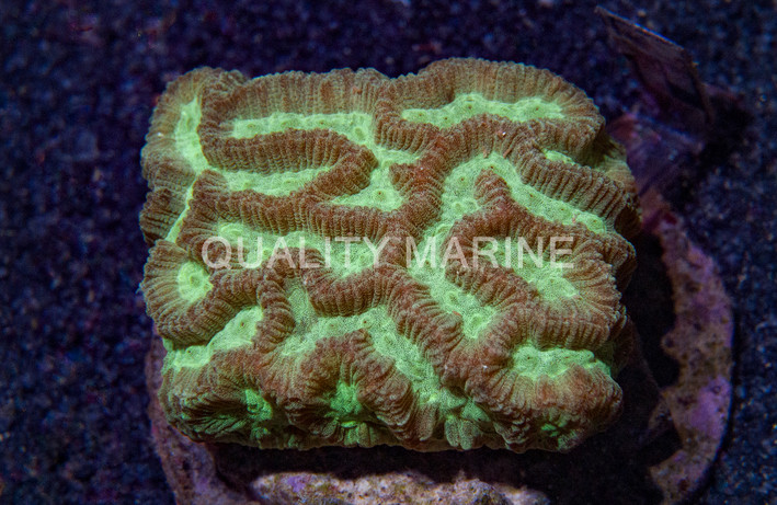 Green Maze Coral :: 52202