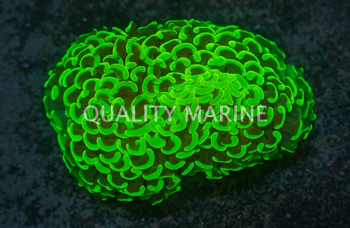 Metallic Green Wall Hammer Coral :: 52222