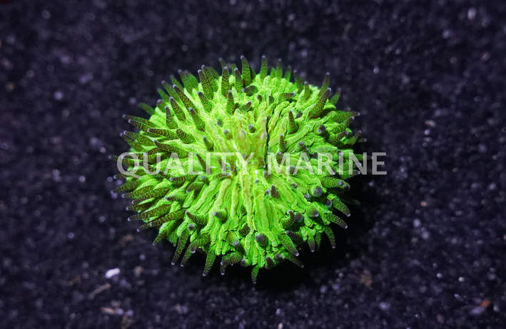 Neon Green Plate Coral :: 52238