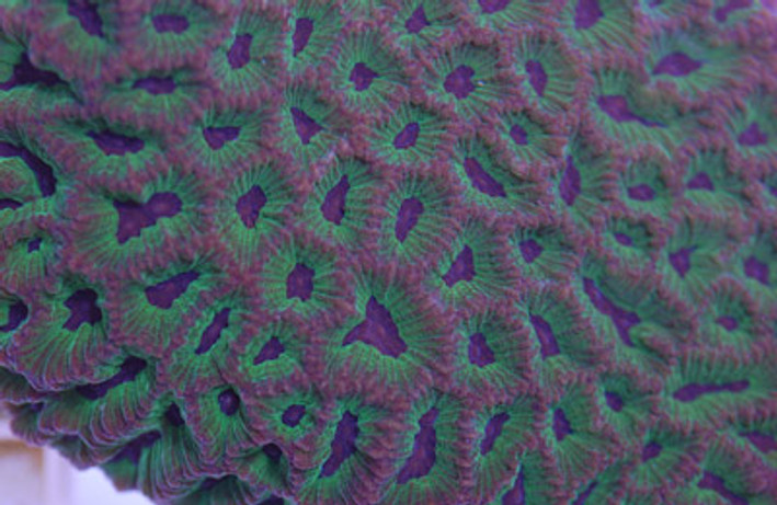 Brain Purple Mouth w/Green Corallites :: 52241