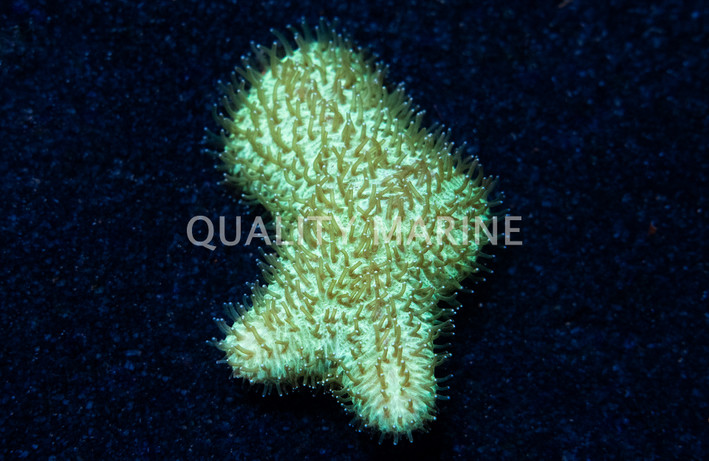 Green Slipper Tongue Coral :: 52247