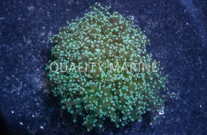 Grape Coral :: 52262
