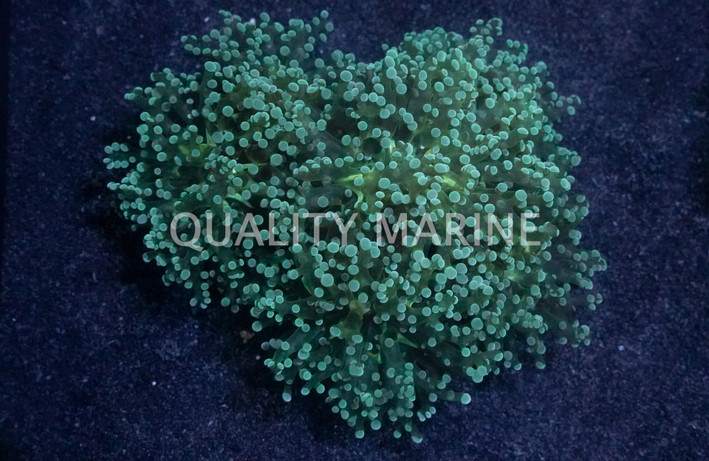 Neon Green Grape Coral :: 52265
